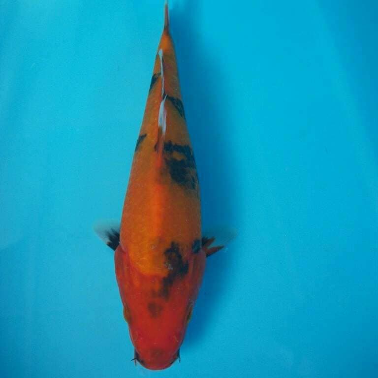 Hi showa motogoro 25cm