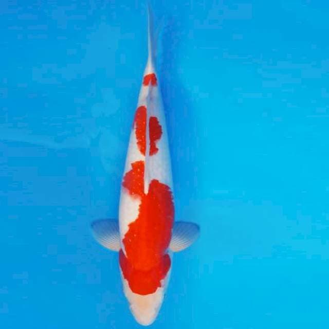 KENZEI 4 ~ KOHAKU ™