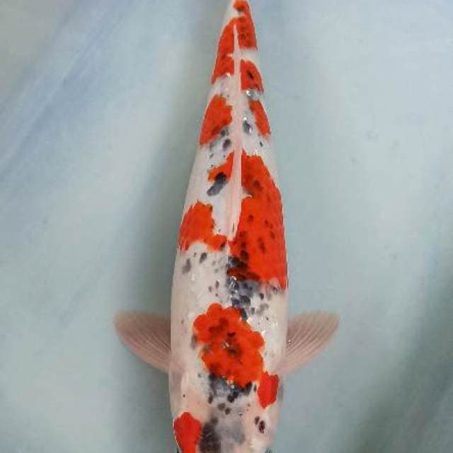 Sakura goshiki mawar berduri 37cm
