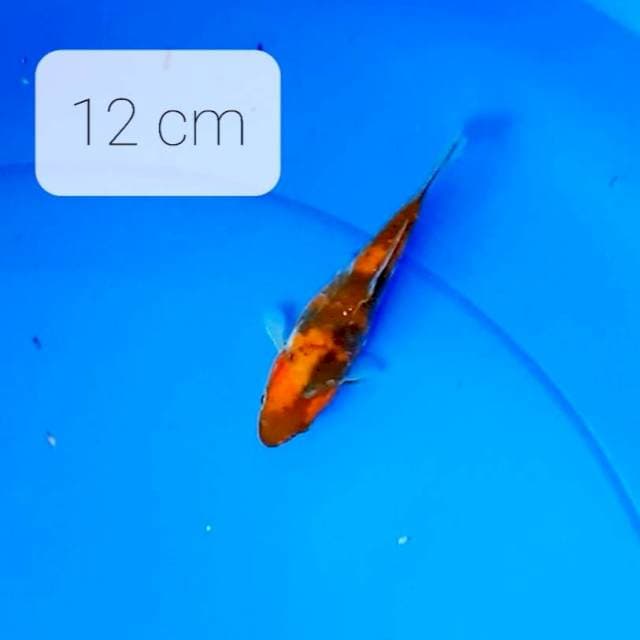 Shot Doitsu 12 cm
