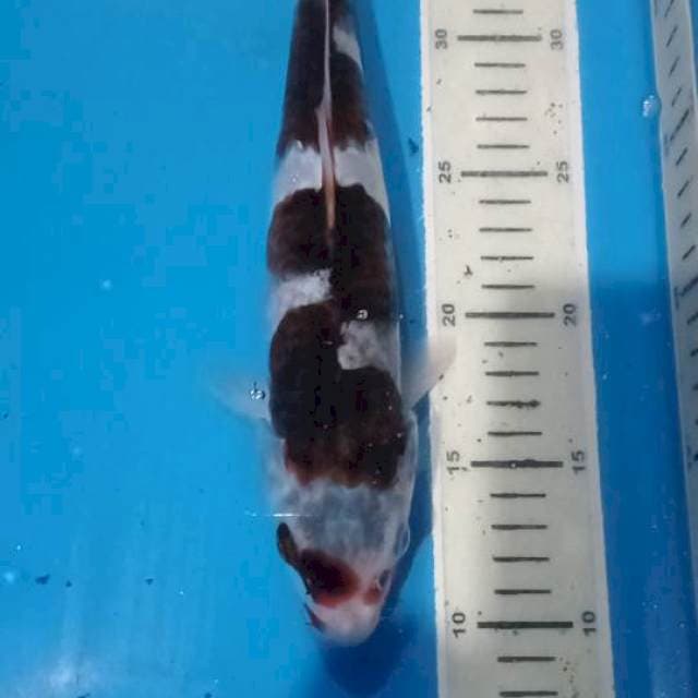 Goromo 