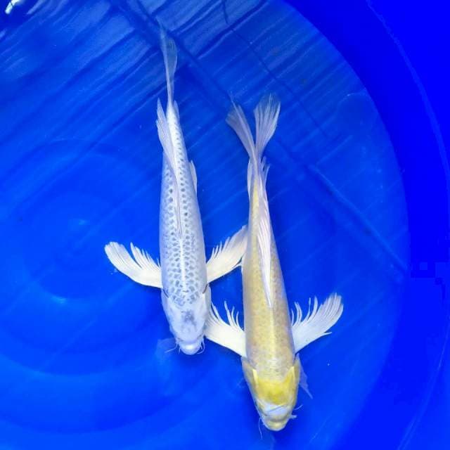 2kumpay 37-38cm