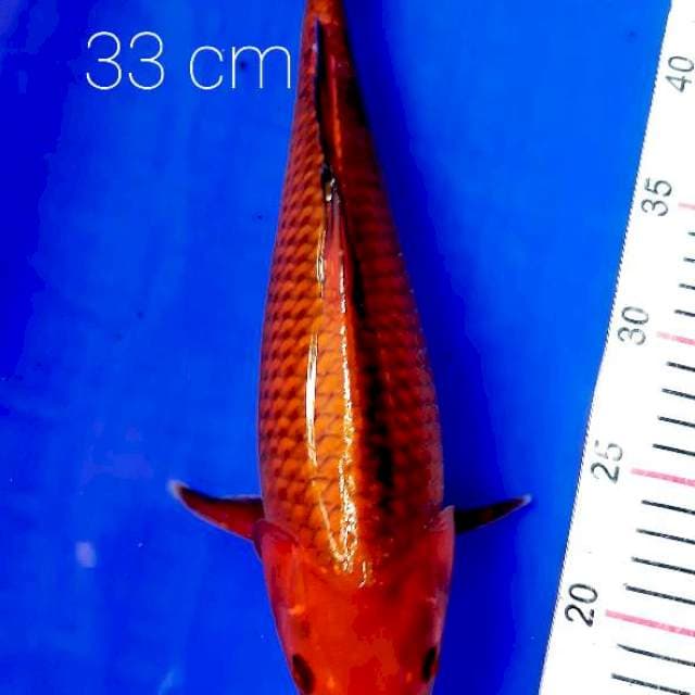 Punuk 33 cm