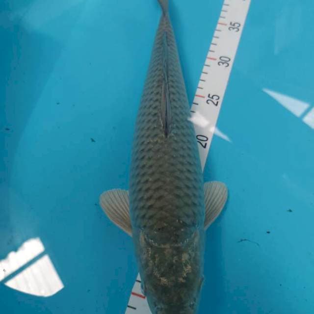 Soragoi 37 cm 