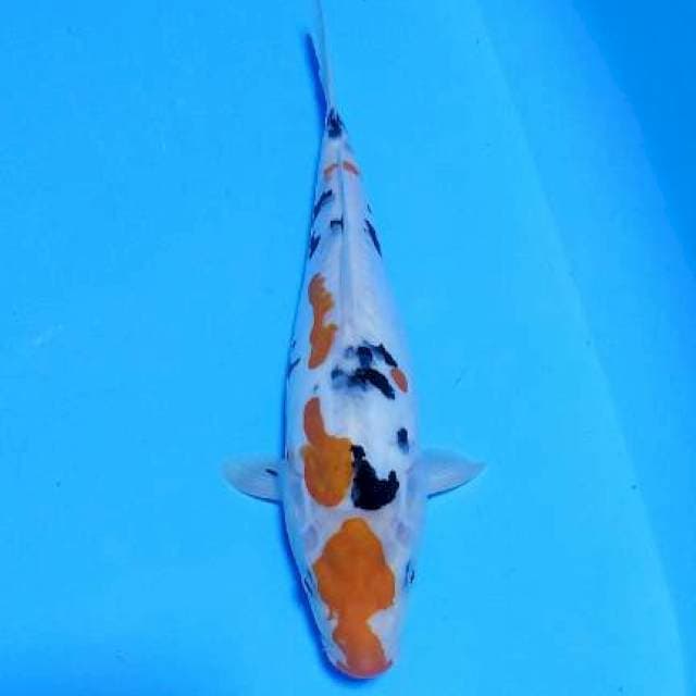 Sanke doid 32cm