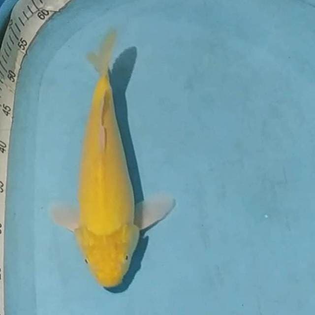 © karasi mm 32cm
