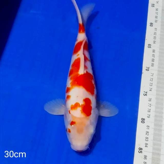 © kohaku 30cm