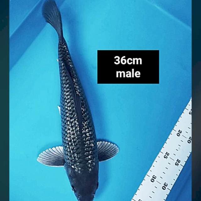 Black soragoi ginrin 36cm male