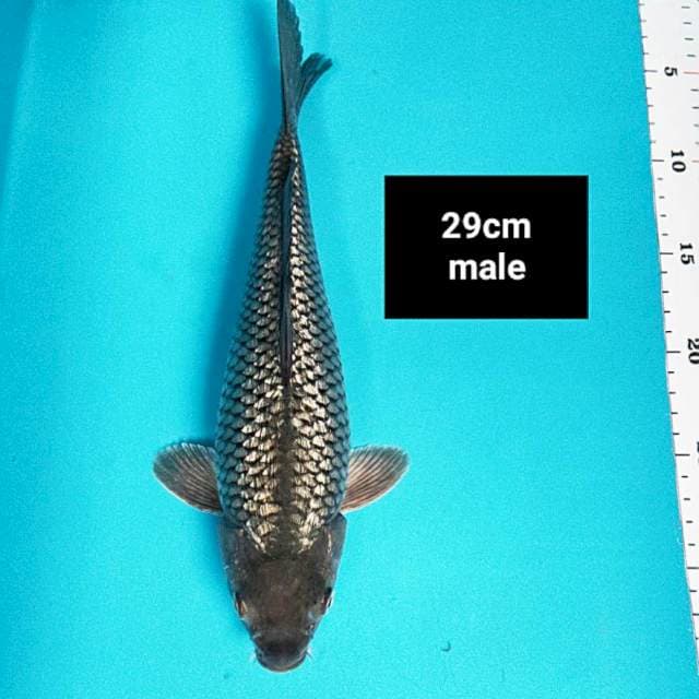Soragoi ginrin strong 29cm male