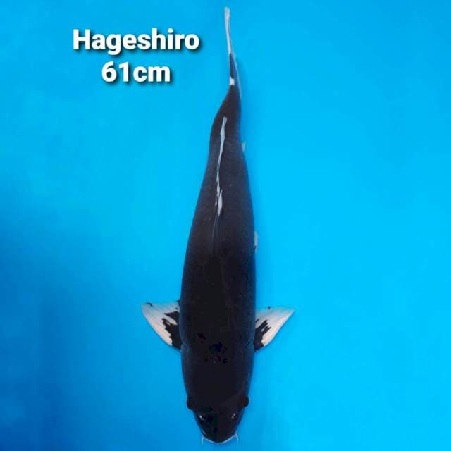 Hageshiro 61cm