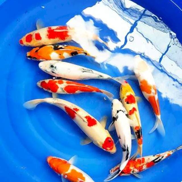 33-43CM KOHAKU, SANKE, SHIRO 10 EKOR