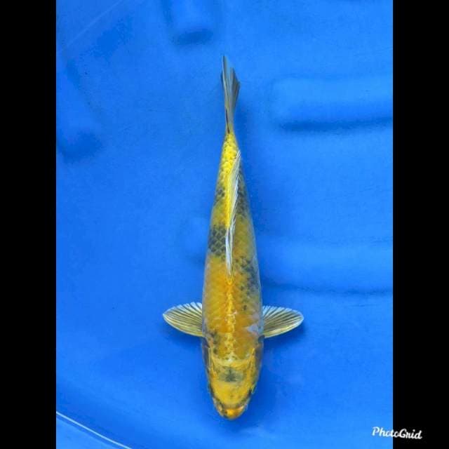 29cm , Kin Utsuri Good Patern
