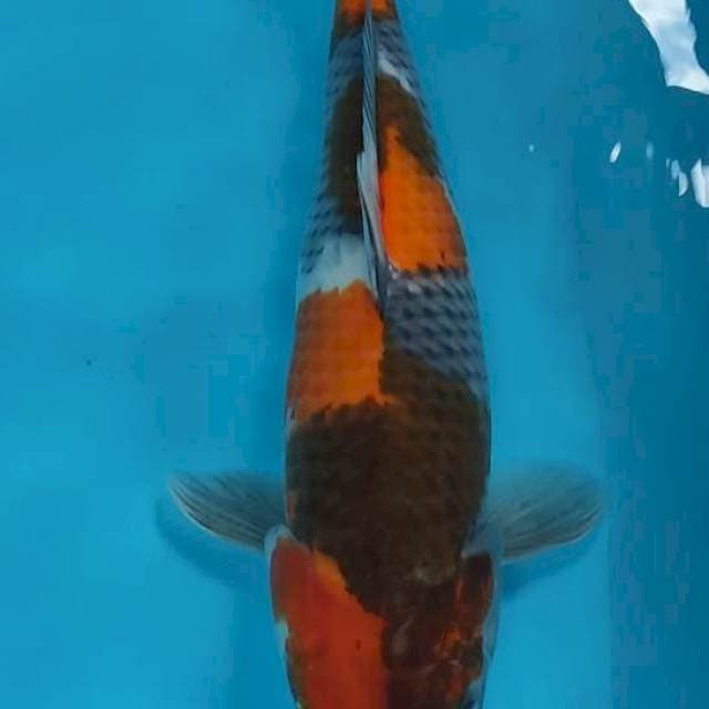 Showa Klasik 50bu