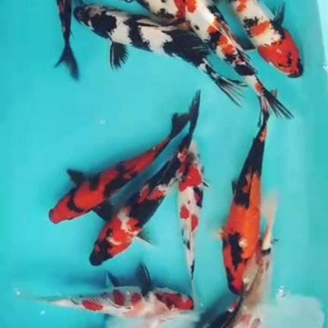 Mix showa 25-28cm
