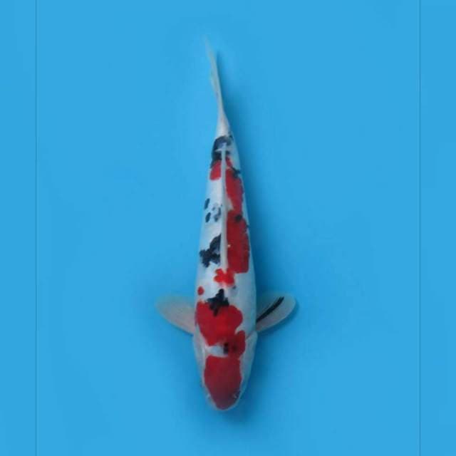 F1 red sanke doitsu original ,, tosai