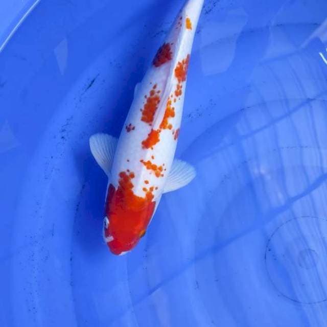 Kanoko Semi Hikari 34cm