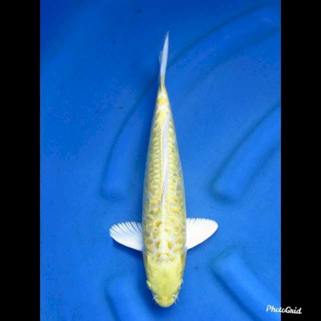 35cm , Male Ogon Doitsu