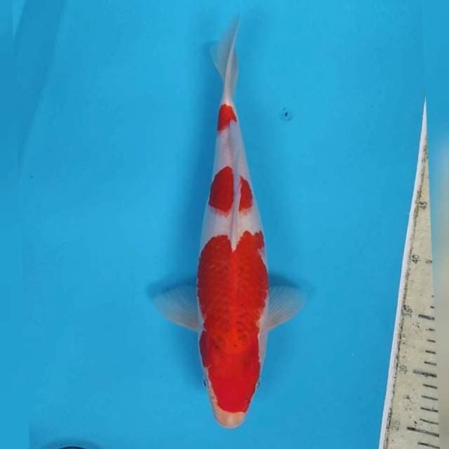 Kohaku ~37