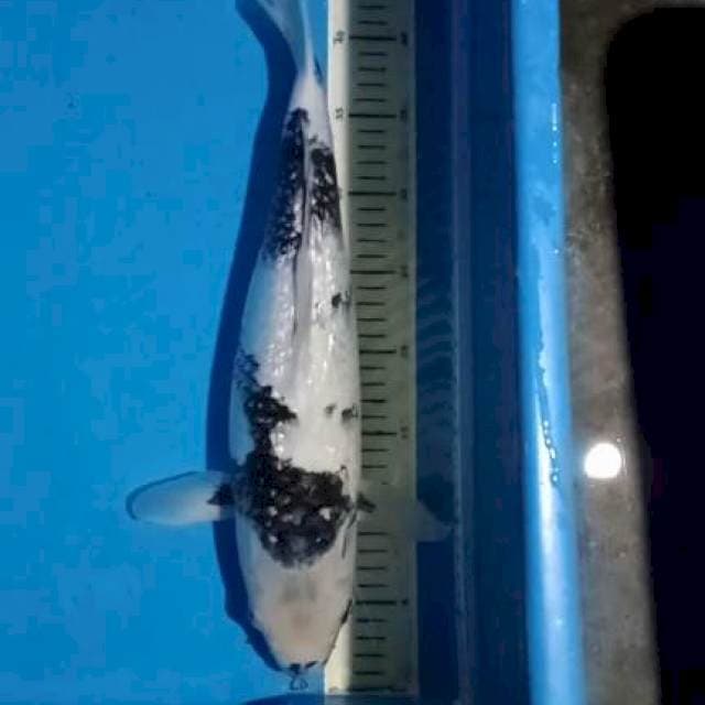 Shiro 45 cm f2