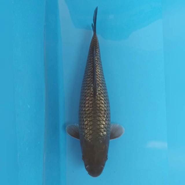 Soragoi Ginrin Berpunuk ~34