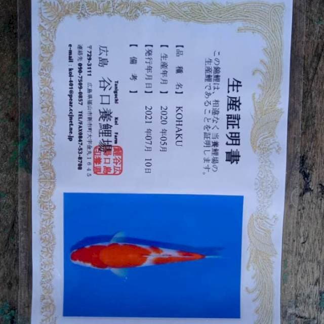 Kohaku 25cm Taniguchi