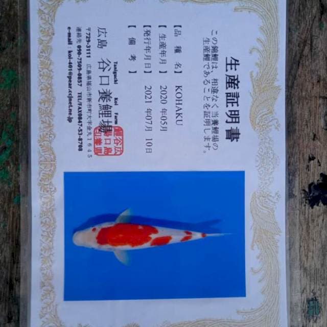 Kohaku 25cm Taniguchi