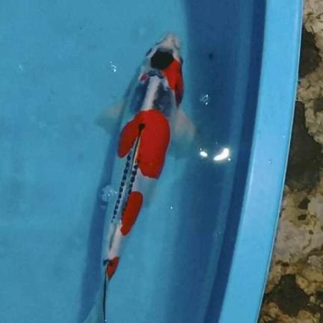 Jumboan beni kiko jantan 42 cm