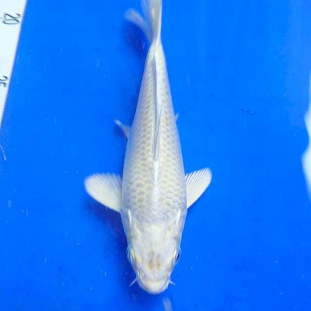 Si kecil berotot 22cm