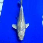 Si kecil berotot 22cm