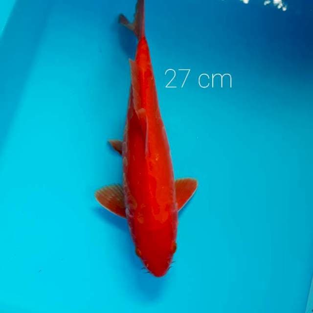 Doitsu Akahajiro 26 cm