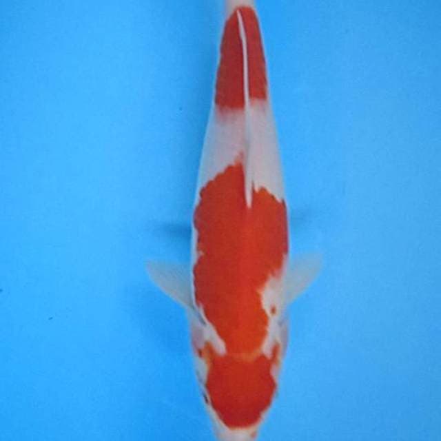 Maruten kuhaku