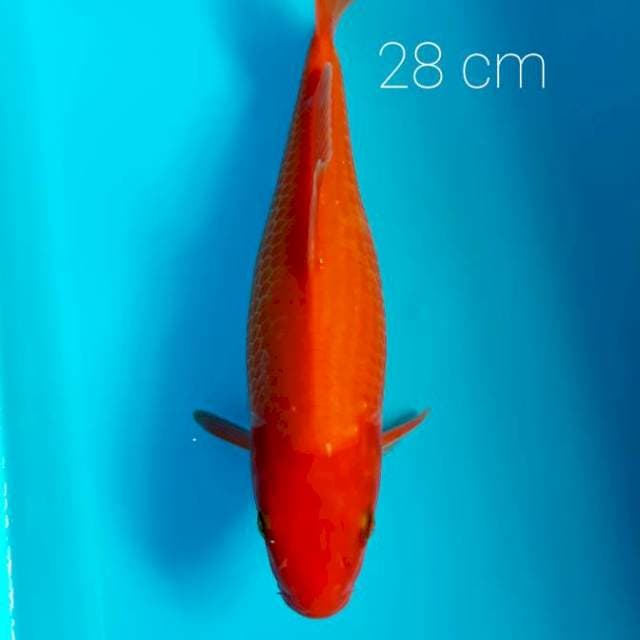 Akahajiro 28 cm