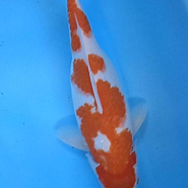 Kuhaku clasik