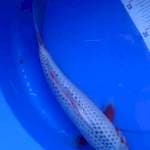 Asagi 32cm