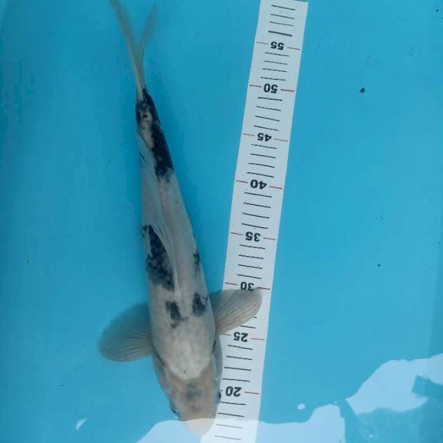 Siro 38cm