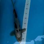 Siro 38cm
