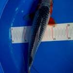 Asagi 32 cm