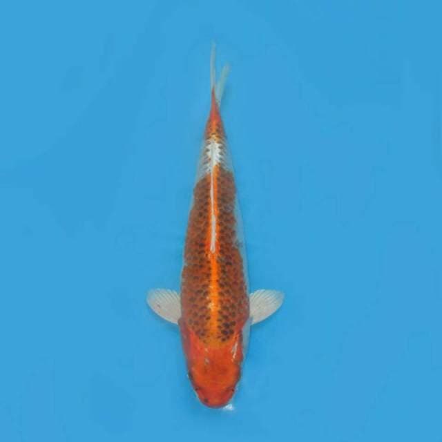 F1 jumbo kujaku ,, nisai