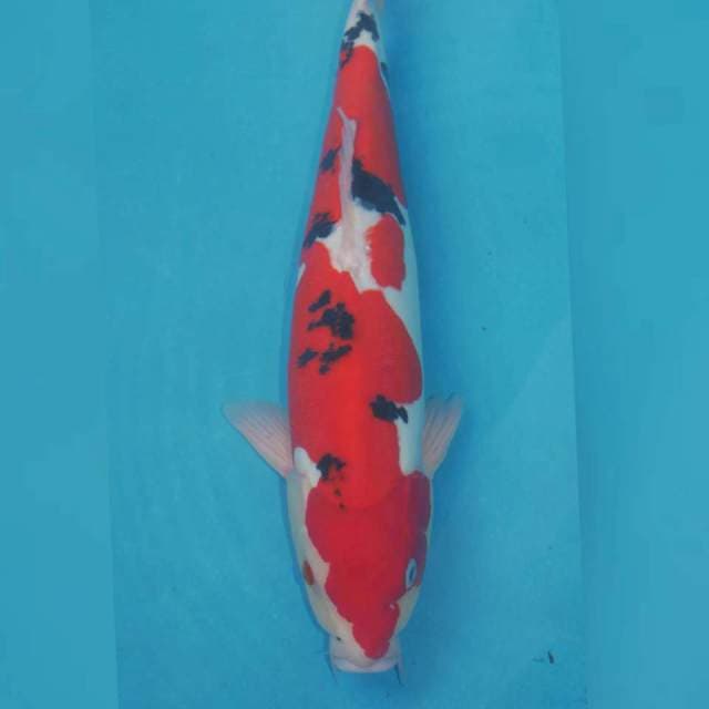 Sanke Doitsu murni 48cm 