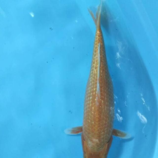Ogon 36cm