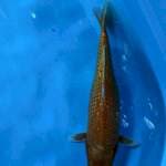 Ogon 36cm