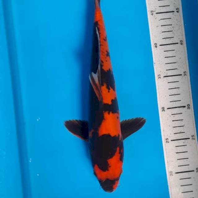 Utsuri doit 34cm