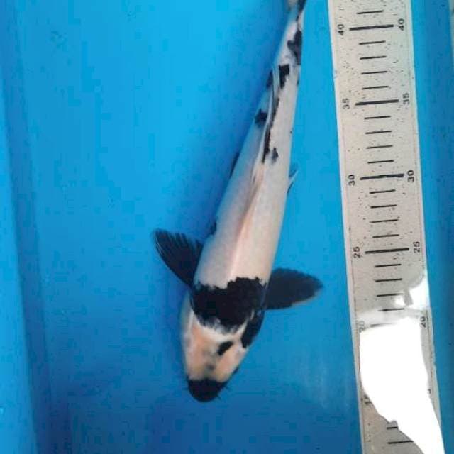 Shiro 32cm