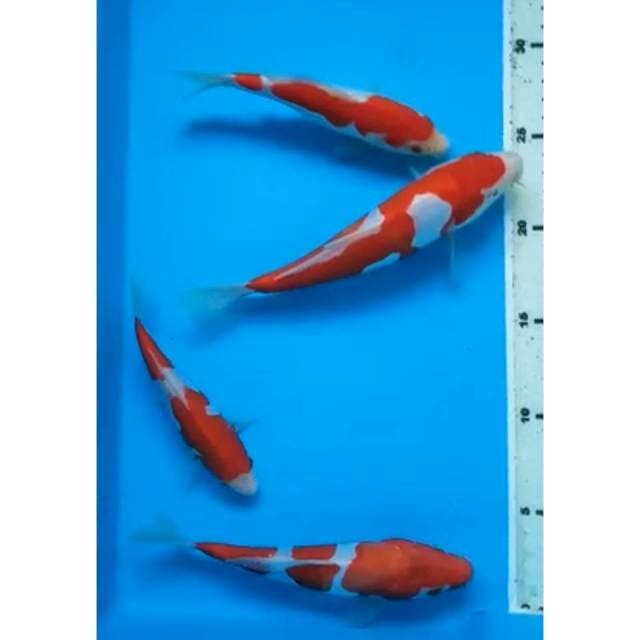 KOHAKU DOITSU MURNI 4 EKOR, 15, 17, 19 Cm
