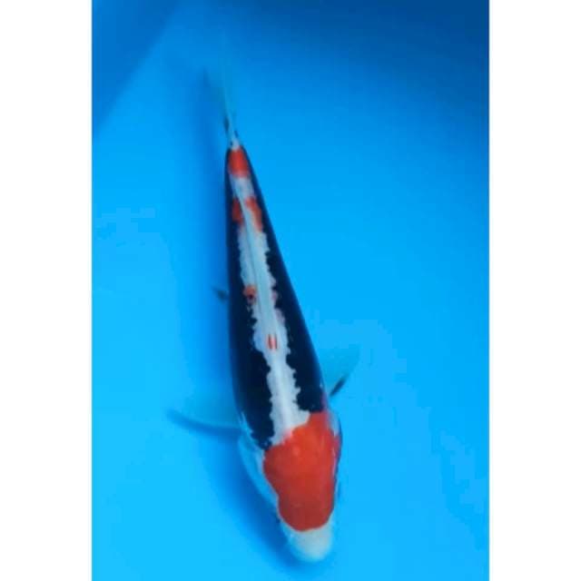 BENI KUMON 15 Cm