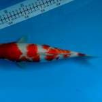 Kohaku 32 cm