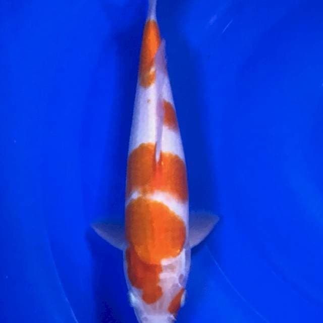 Kohaku 27cm