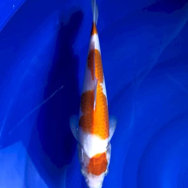 Kohaku 29cm