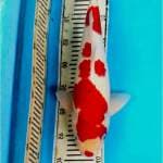 Kohaku male Bulky Super Red