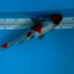 Showa 36 cm